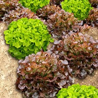 Insalata mista 'Rossa e Verde' EKO (Semi Biologici)