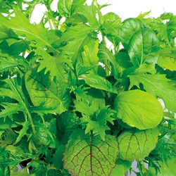 Misticanza di Lattughe - Sluis Garden