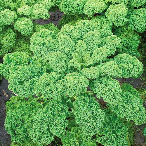 Kale Westland Autunno (tardivo)