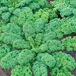 Kale - Cavolo nero riccio - Sluis Garden