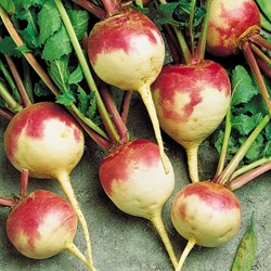 Rapa tonda Bicolore – Brassica rapa (Sluis Garden)
