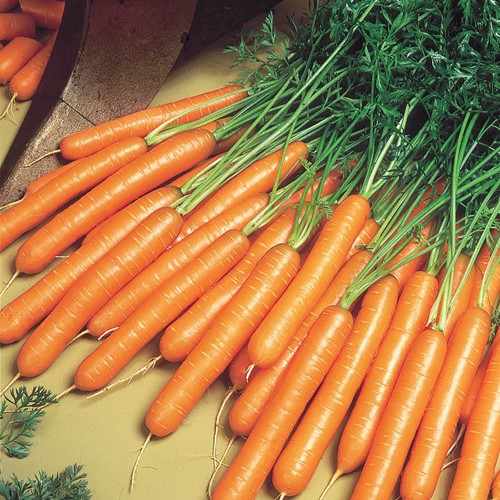 Carota estiva ‘Nantes 2 Topfix’ (Daucus Carota)