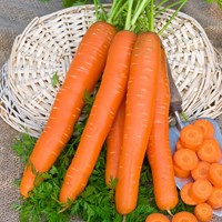 Carota semilunga estate e autunno Jeanette F1 EKO (Daucus carota sativus)-2