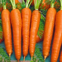 Carota autunnale ‘Berlikummer 2’ (Daucus Carota)