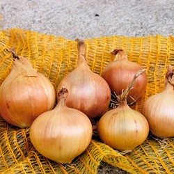 Cipolle Sturon EKO