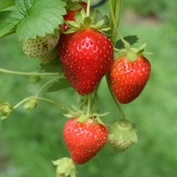 Fragole a frutto grande Grandian F1