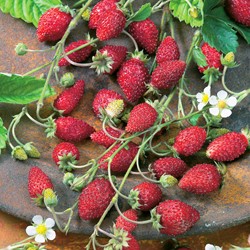 Fragole di bosco Baron Solemacher