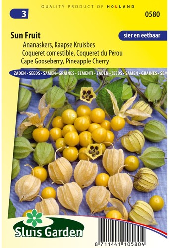 Alchechengio peruviano - Physalis peruviana-2