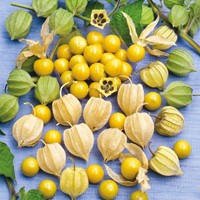 Alchechengio peruviano - Physalis peruviana