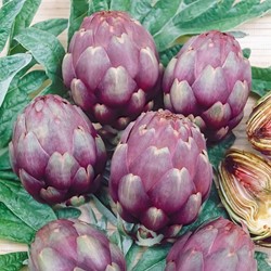 Carciofo Violet de Provence - Cynara cardunculus