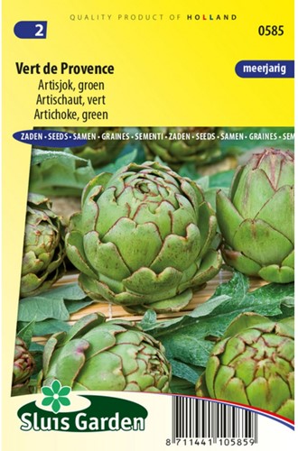 Carciofo Vert de Provence - Cynara scolymus-2