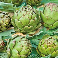 Carciofo Vert de Provence - Cynara scolymus