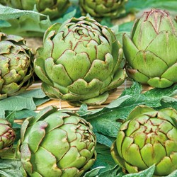 Carciofo Vert de Provence - Cynara scolymus