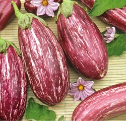 Aubergine Listada de Gandia