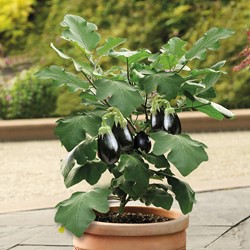Aubergine Patio Baby F1 - Solanum melongena