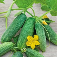 Piccoli sottaceti verdi croccante