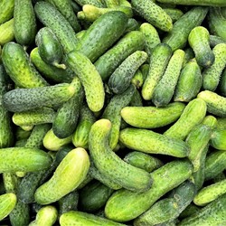 Cetriolino ‘Hokus’ EKO