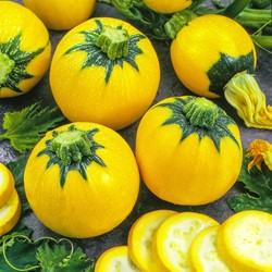 Zucchina Sun Ball F1 - Cucurbita