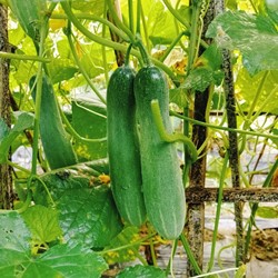 Cetriolo 'Sonja F1' EKO (Semi Biologici)