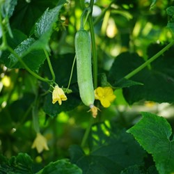 Komkommer Patio Snacker F1