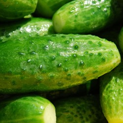 Cetriolo Marketmore EKO