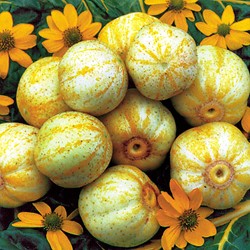 Cetriolo 'True Lemon'