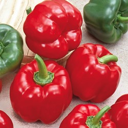 Peperone dolce California Wonder - Capsicum Annum