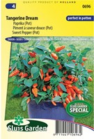 Peperone Tangerine Dream F1 (vaso) - Capsicum annuum-2