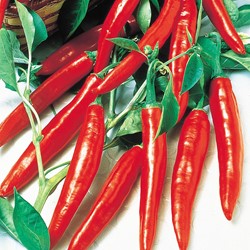 Peperoncino di Cayenna - Capsicum Annuum (Sluisgarden)