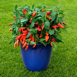 Peperone Tangerine Dream F1 (vaso) - Capsicum annuum