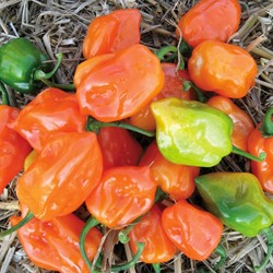 Habanero Pepper