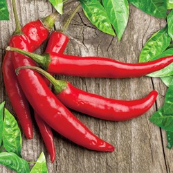 Peperoncino di Cayenne 'Westlandia' (semi biologici)
