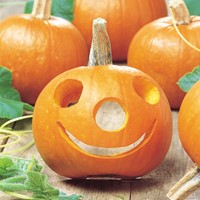 Zucca Spooktacular - Cucurbita