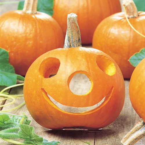 Zucca Spooktacular - Cucurbita