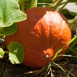 Zucca 'Uchiki Kuri' EKO (sementi biologici) - Buzzy