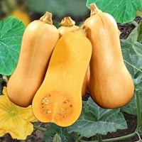 Butternutpompoen Hercules F1