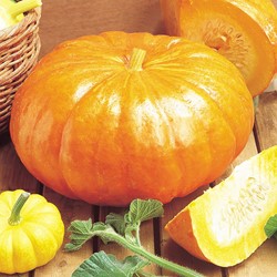Zucca 'Rouge Vif d'Etampes'