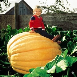 Zucca 'Atlantic Giant' - Sluis Garden