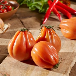 Pomodoro Cuore di Bue - Oxheart