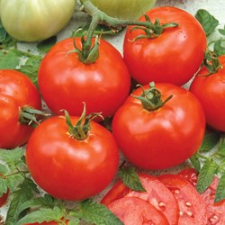 Pomodoro Moneymaker - Sluis Garden