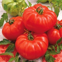 Tomaat Marmande