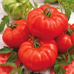 Pomodoro Marmande