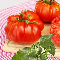 Pomodoro da insalata Brutus - Lycopersicon