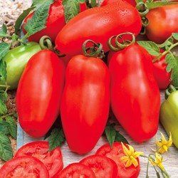 Pomodoro San Marzano 3