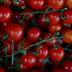 Pomodoro Supersweet 100 F1 - Lycopersicon