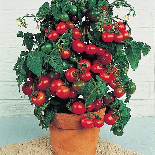 Pomodoro MINIBEL