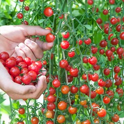 Pomodoro 'Ciliegino'