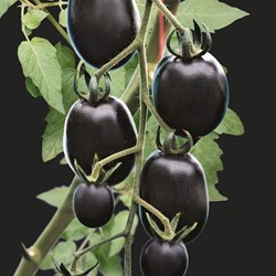 Tomaat Nightshade F1 PRO
