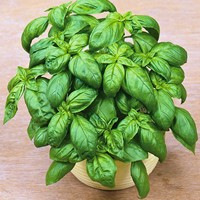 Basilico Classico, foglie grandi - Ocimum Basilicum