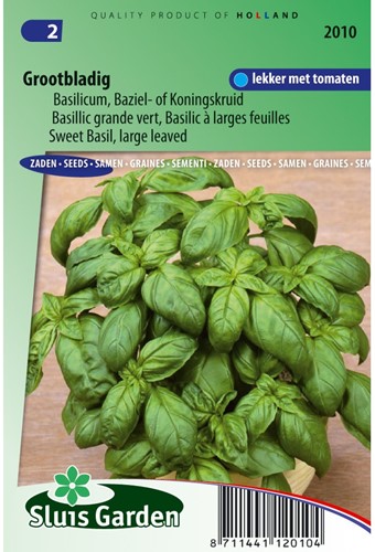 Basilico Classico, foglie grandi - Ocimum Basilicum-2